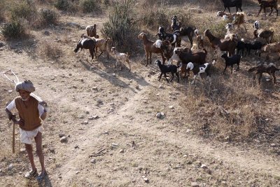 Goat hundler in Jaipur