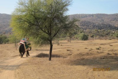 Elephant safari