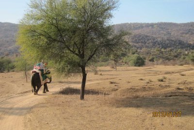 Elephant safari