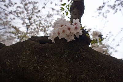 Sakura @f3.5 NEX5