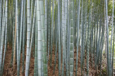 Bamboos in Sagano @f8 D700