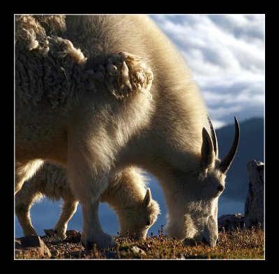 Mountain Goat Gallery