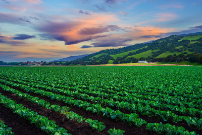 Salinas Valley California