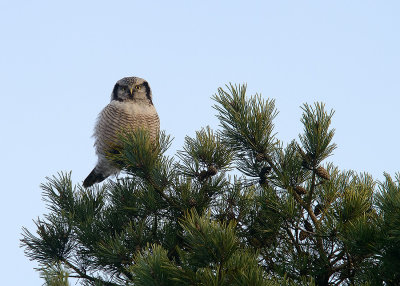 DSC4799 Hawk owl