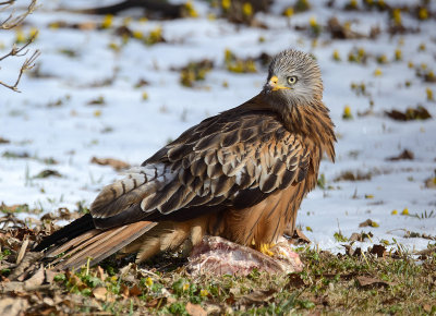 DSC_6648 Milvus milvus
