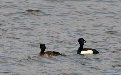 DSC_7924 Troldnder