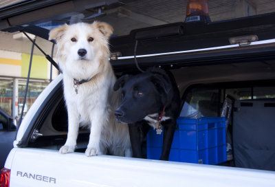 Dogs In Vehicles