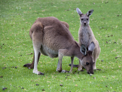 Australian wildlife