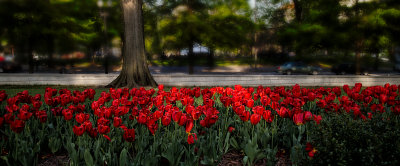 Near the White House