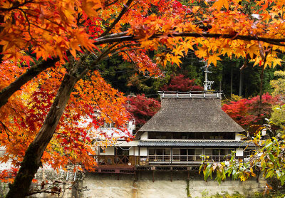 Japanese Autumn Foliage 