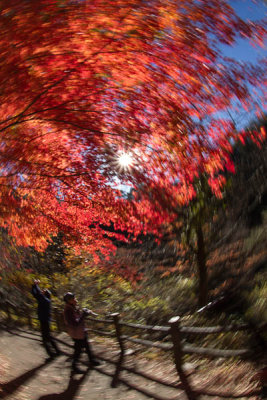 foliage in motion 