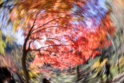 impressionistic maple leaves 