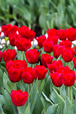 Hong Kong Flower Show 2013 