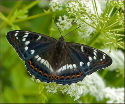Nymphalid Butterflies in Sweden