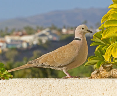 Seen from the hotel balcony