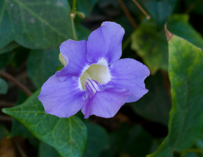 Flora cultivated on Gran Canaria