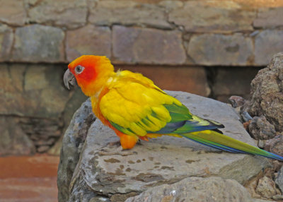 FAUNA in CAPTIVITY