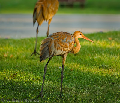 the_birds