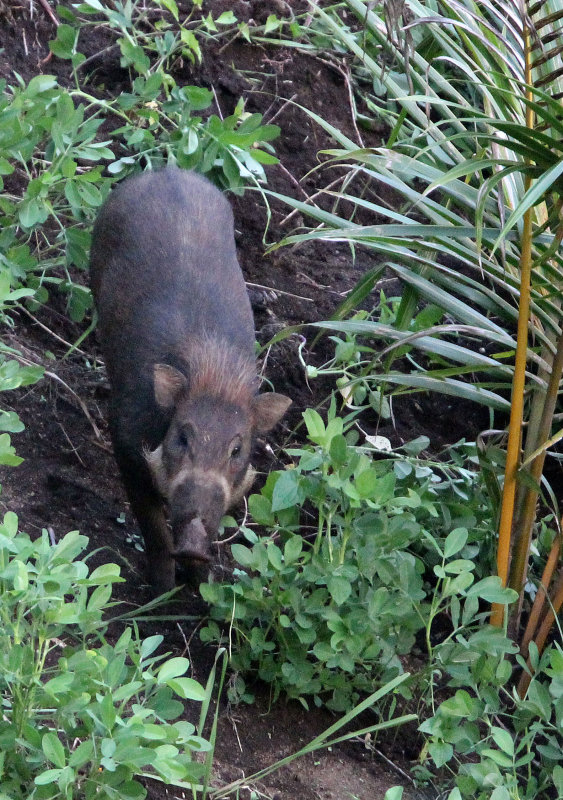 SUIDAE - SULAWESI WARTY PIG - TANGKOKO NATIONAL PARK SULAWESI INDONESIA (12).JPG