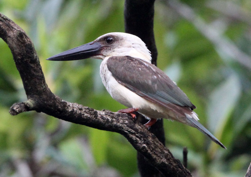 BIRD - KINGFISHER - GREAT-BILLED KINGFISHER - TANGKOKO NATIONAL PARK SULAWESI INDONESIA (32).JPG