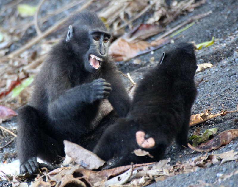 PRIMATE - MACAQUE - SULAWESI BLACK-CRESTED MACAQUE - TANGKOKO NATIONAL PARK SULAWESI INDONESIA (37).JPG