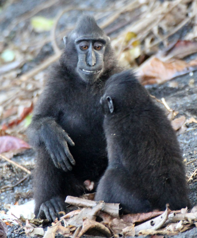 PRIMATE - MACAQUE - SULAWESI BLACK-CRESTED MACAQUE - TANGKOKO NATIONAL PARK SULAWESI INDONESIA (38).JPG