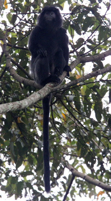 PRIMATE - EBONY LEAF MONKEY - GEDE NATIONAL PARK JAVA BARAT INDONESIA (99).JPG