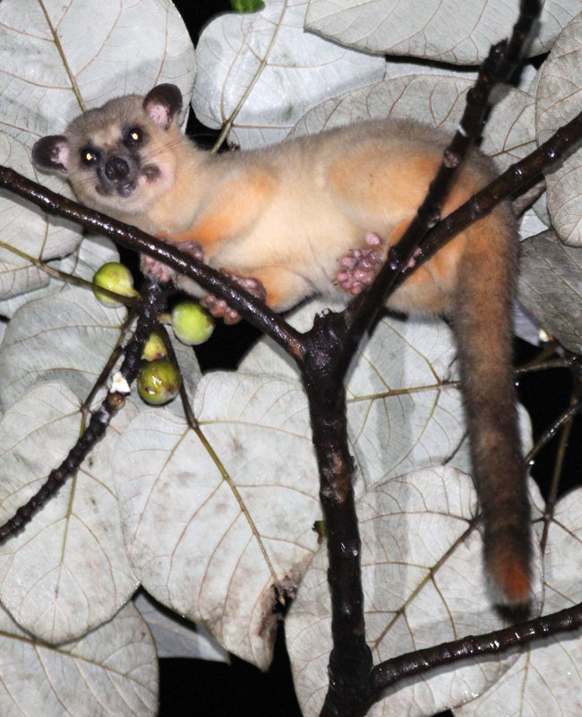 VIVERRID - Javan Small-toothed Palm Civet (Arctogalidia trilineata) - HALIMUN NATIONAL PARK JAVA BARAT INDONESIA (4).JPG