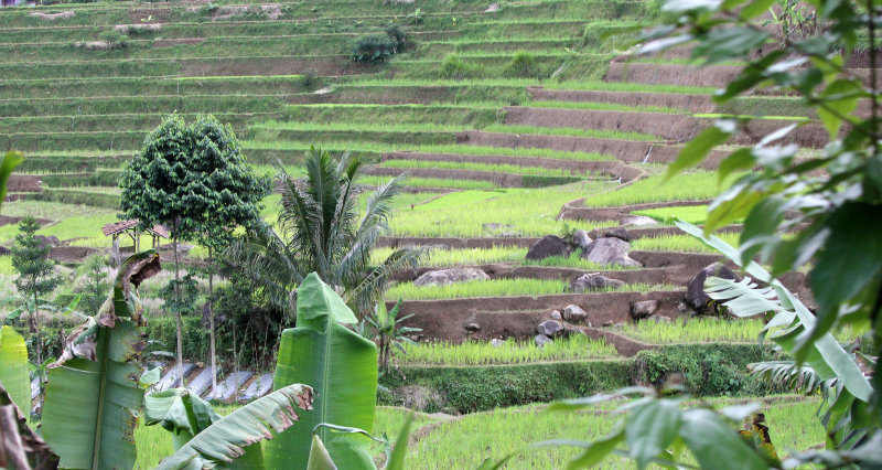 HALIMUN NATIONAL PARK - JAVA BARAT INDONESIA (9).JPG