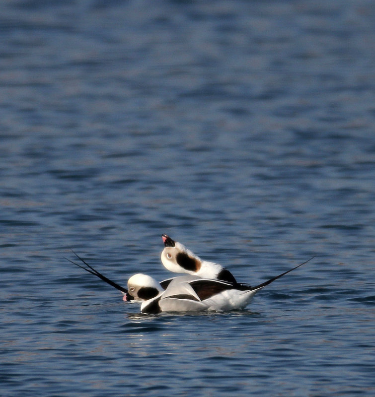 BIRD - DUCK - LONG-TAILED DUCK - HANASAKI HARBOR, NEMURO PENINSULA, HOKKAIDO (44).JPG