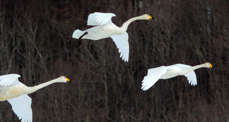 BIRD - SWAN - WHOOPER SWAN - AKAN INTERNATIONAL CRANE CENTER - HOKKAIDO JAPAN (55).JPG