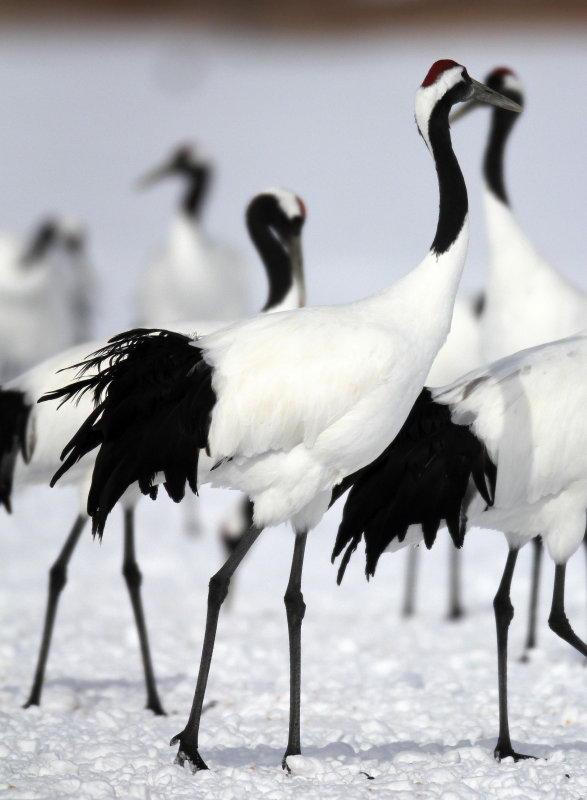 BIRD - CRANE - JAPANESE RED-CROWN CRANE - AKAN INTERNATIONAL CRANE CENTER - HOKKAIDO JAPAN (3).JPG