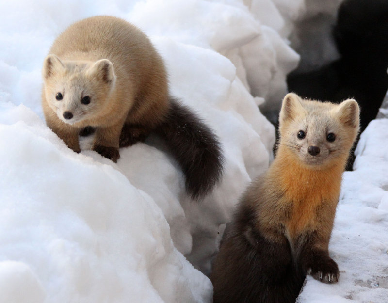MUSTELID - Sable - Daiichi Spa, Yoroushi Onsen, Hokkaido Japan