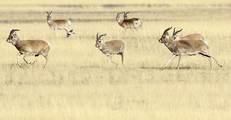 BOVID - GAZELLE - PRZEWALSKIS GAZELLE - QINGHAI LAKE CHINA (122).JPG