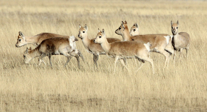 BOVID - GAZELLE - PRZEWALSKIS GAZELLE - QINGHAI LAKE CHINA (193).JPG