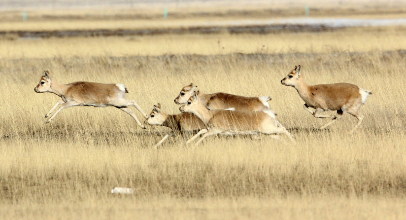 BOVID - GAZELLE - PRZEWALSKIS GAZELLE - QINGHAI LAKE CHINA (201).JPG