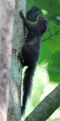 RODENTIA - SQUIRREL - Celebes Dwarf Squirrel (Prosciurillus murinus) - TANGKOKO NATIONAL PARK SULAWESI INDONESIA (3).JPG