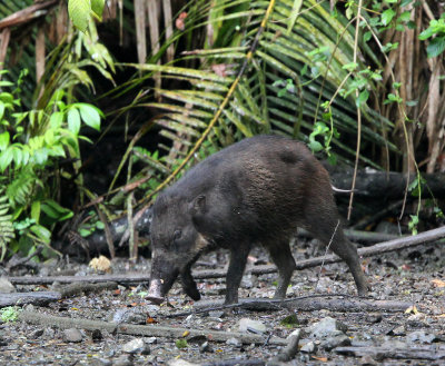 SUIDAE - SULAWESI WARTY PIG - NANTU NATIONAL NATURE RESERVE SULAWESI INDONESIA (1).JPG