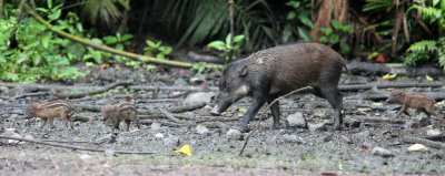 SUIDAE - SULAWESI WARTY PIG - NANTU NATIONAL NATURE RESERVE SULAWESI INDONESIA (14).JPG