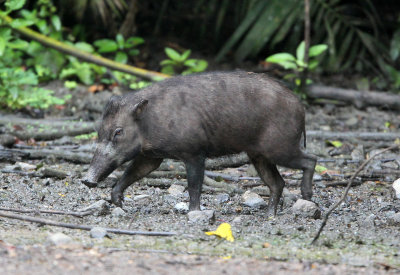 SUIDAE - SULAWESI WARTY PIG - NANTU NATIONAL NATURE RESERVE SULAWESI INDONESIA (20).JPG