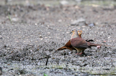 BIRD - DOVE - BROWN CUCKOO DOVE - NANTU NATIONAL NATURE RESERVE SULAWESI INDONESIA (2).JPG