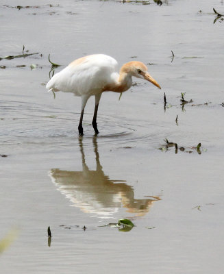 BIRD - EGRET - CATTLE EGRET - NANTU NATIONAL NATURE RESERVE, SULAWESI INDONESIA (10).JPG