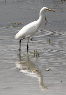 BIRD - EGRET - CATTLE EGRET - NANTU NATIONAL NATURE RESERVE, SULAWESI INDONESIA (2).JPG