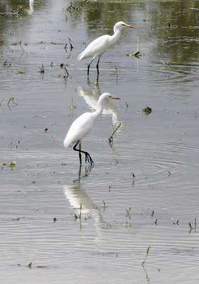 BIRD - EGRET - CATTLE EGRET - NANTU NATIONAL NATURE RESERVE, SULAWESI INDONESIA (6).JPG