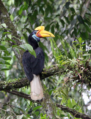 BIRD - HORNBILL - KNOBBED HORNBILL - NANTU NATIONAL NATURE RESERVE SULAWESI INDONESIA (10).JPG