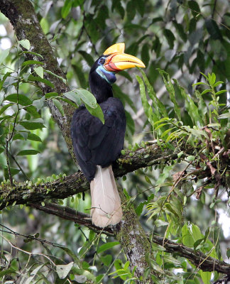 BIRD - HORNBILL - KNOBBED HORNBILL - NANTU NATIONAL NATURE RESERVE SULAWESI INDONESIA (11).JPG