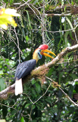 BIRD - HORNBILL - KNOBBED HORNBILL - NANTU NATIONAL NATURE RESERVE SULAWESI INDONESIA (26).JPG