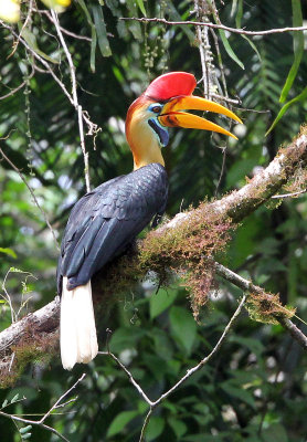 BIRD - HORNBILL - KNOBBED HORNBILL - NANTU NATIONAL NATURE RESERVE SULAWESI INDONESIA (30).JPG