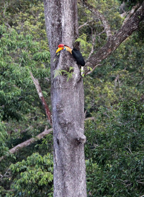 BIRD - HORNBILL - KNOBBED HORNBILL - TANGKOKO NATIONAL PARK SULAWESI INDONESIA (9).JPG