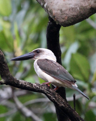 BIRD - KINGFISHER - GREAT-BILLED KINGFISHER - TANGKOKO NATIONAL PARK SULAWESI INDONESIA (28).JPG